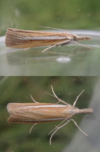 Agriphila selasella