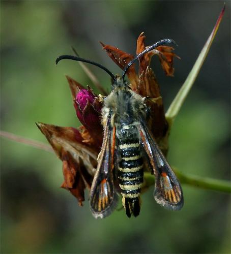 Réf. 107 172 : Bembecia sp.