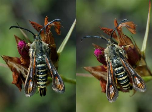 Bembecia sp.