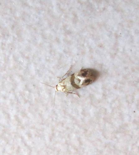 Réf. 107 335 : Phalonidia contractana
