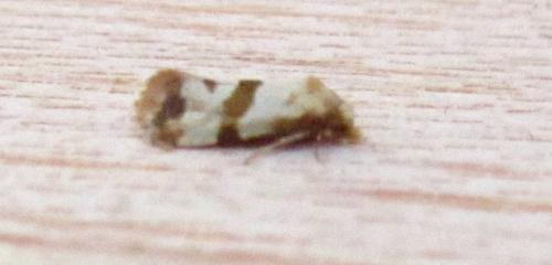 Réf. 107 339 : Phalonidia contractana