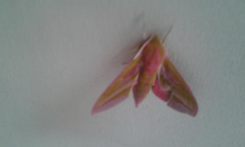 Deilephila elpenor