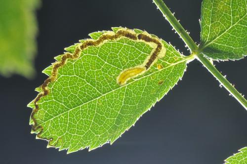 Stigmella anomalella