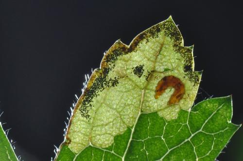 Stigmella regiella
