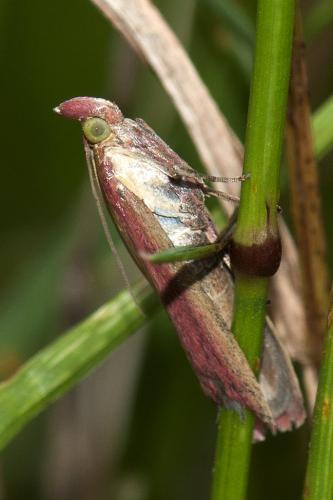 Oncocera semirubella