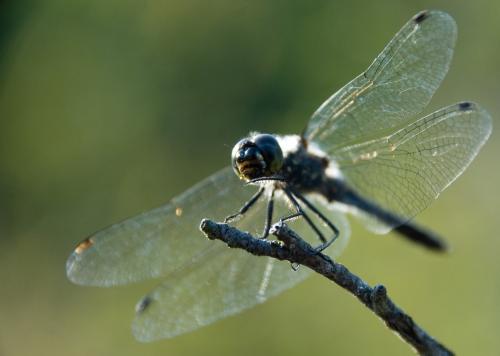Sympetrum danae