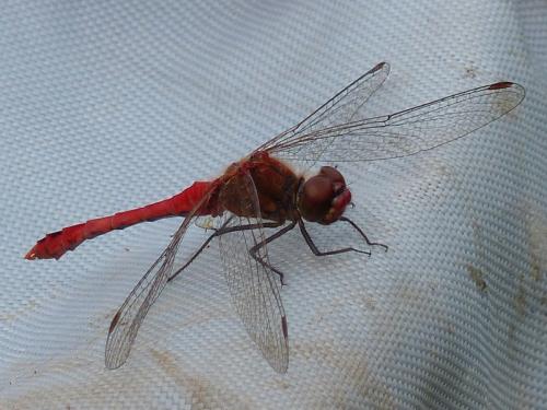 Sympetrum sanguineum