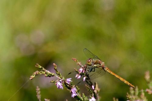 Sympetrum striolatum