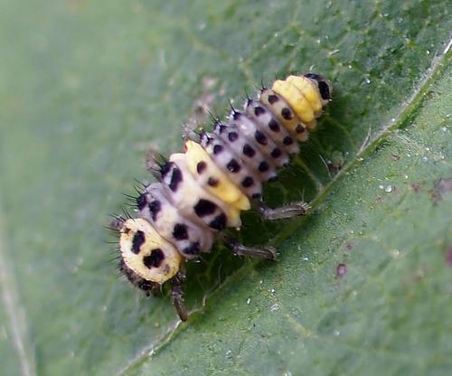 Psyllobora variegata