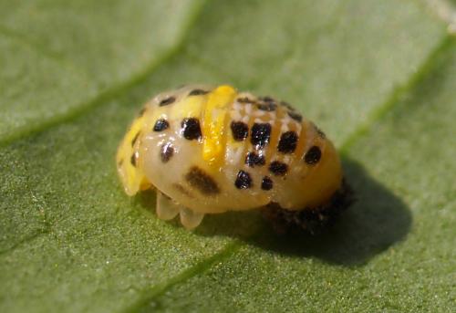Psyllobora variegata