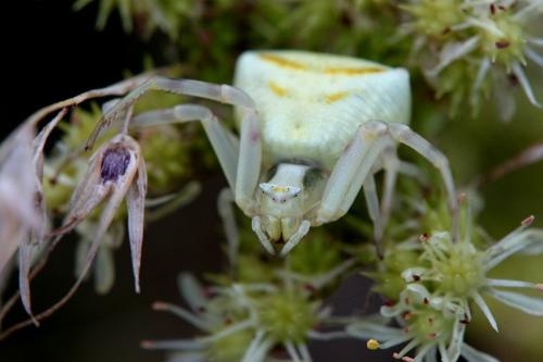 Réf. 107 353 : Thomisus onustus