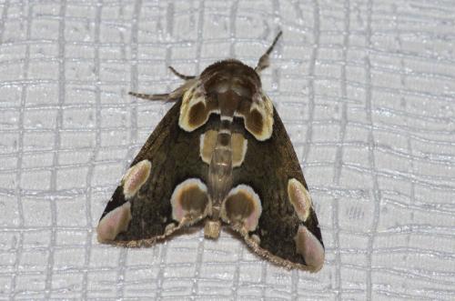 Réf. 107 010 : Thyatira batis