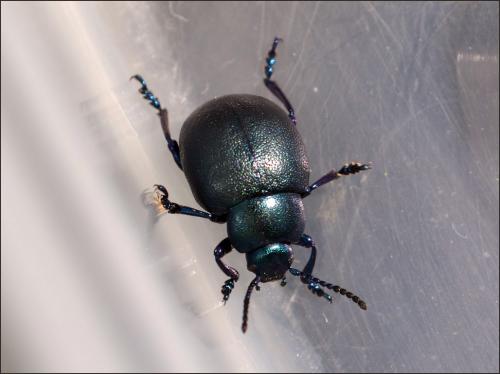 Timarcha goettingensis