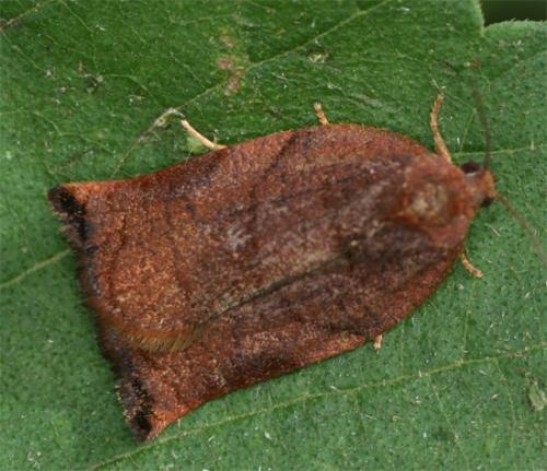 Réf. 107 710 : Archips podana