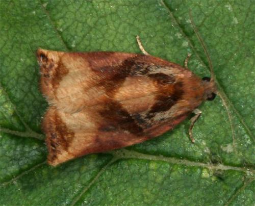 Réf. 107 878 : Archips podana