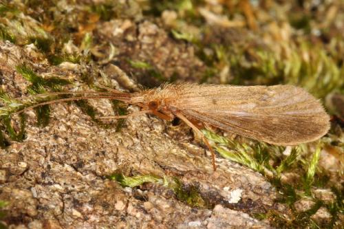 Goera pilosa