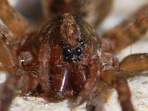Réf. 107 875 : Trochosa sp.