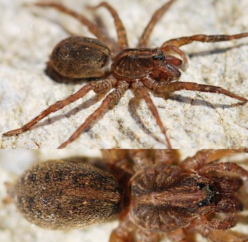 Trochosa sp.