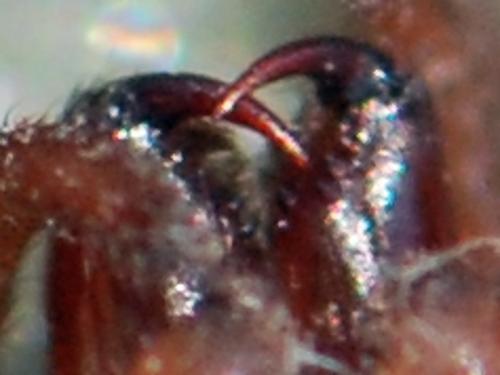 Trochosa sp.