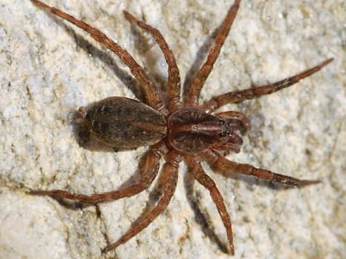 Trochosa sp.