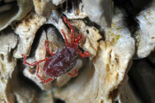 Abrolophus rubipes