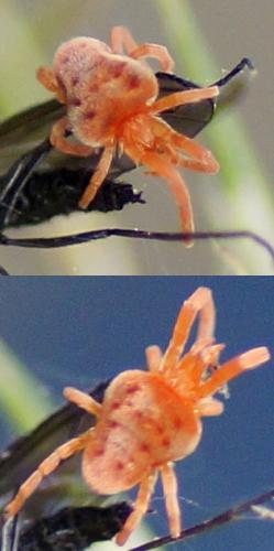 Allothrombium sp.