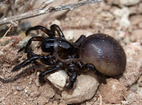 Ummidia sp.