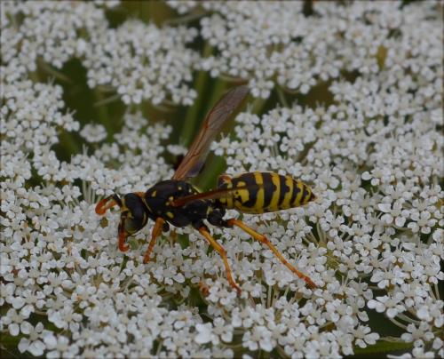 Polistes dominula