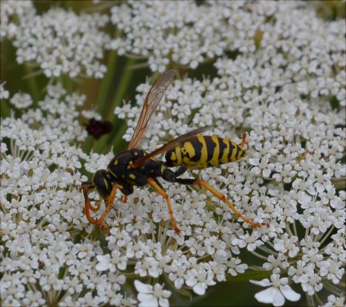 Polistes dominula