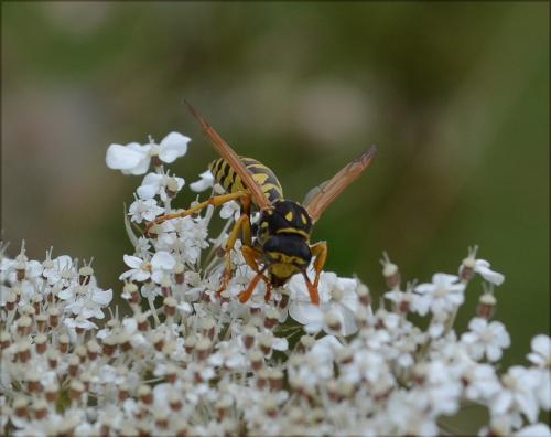 Polistes dominula