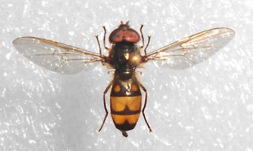 Réf. 107 999 : Xanthandrus comtus