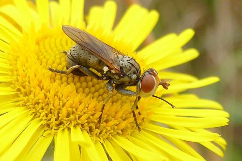 Réf. 107 807 : Zodion cinereum
