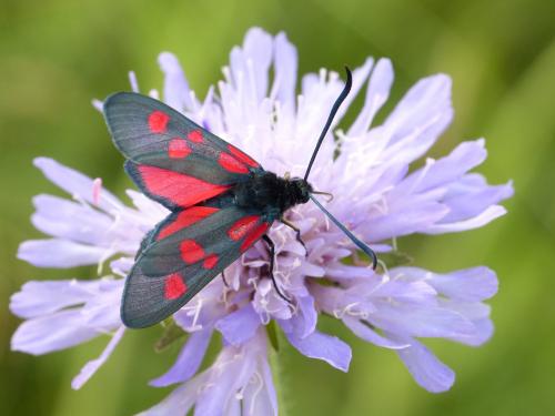 Zygaena sp.