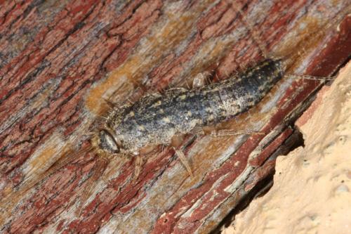 Ctenolepisma lineata