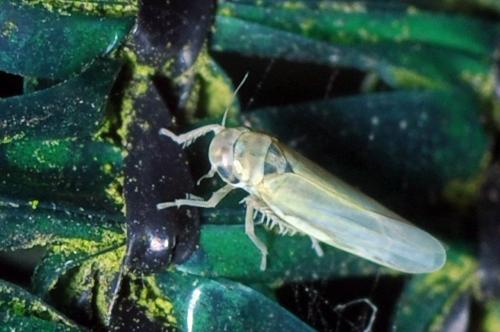 Réf. 107 013 : Zyginidia sp.