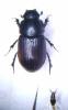 107481 – Photo : Pierre Cabrol – France (04)