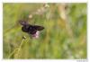 107015 – Photo : Denis Girard – France (74)