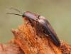 Aphanopenthes acutipennis