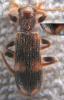 107084 – Photo : ADELSKI Adrien – France (60)