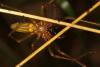 Cheiracanthium punctorium
