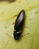 Megapenthes confusus