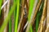 107712 – Photo : Patrick Lamboley – France (44)