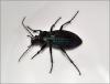 Carabus monilis