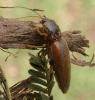 Cardiotarsus brunneicollis