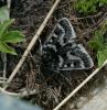 107113 – Photo : Pelouard – Suisse