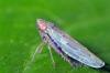 107073 – Photo : Christophe Quintin – France (22)