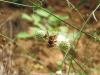 107766 – Photo : Punaizedesbois – France (34)