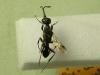 Ampulex fasciata