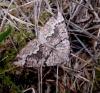 107092 – Photo : Arnaud Jean-Pierre – France (09)