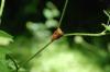 107823 – Photo : Noam Robin – France (36)
